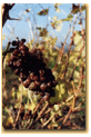 Grappe botrytisée 1994